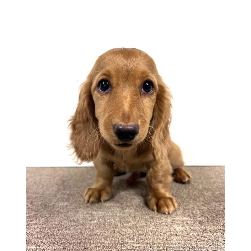 販売中の埼玉県のミニチュアダックスフンド(ロングヘアード)-444744の9枚目