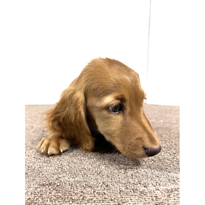 販売中の埼玉県のミニチュアダックスフンド(ロングヘアード)-444744の8枚目