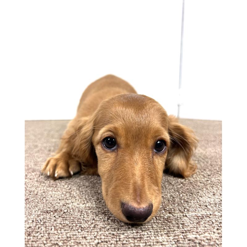 販売中の埼玉県のミニチュアダックスフンド(ロングヘアード)-444744の7枚目