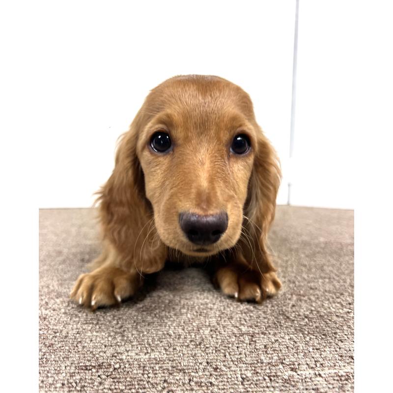 販売中の埼玉県のミニチュアダックスフンド(ロングヘアード)-444744の6枚目