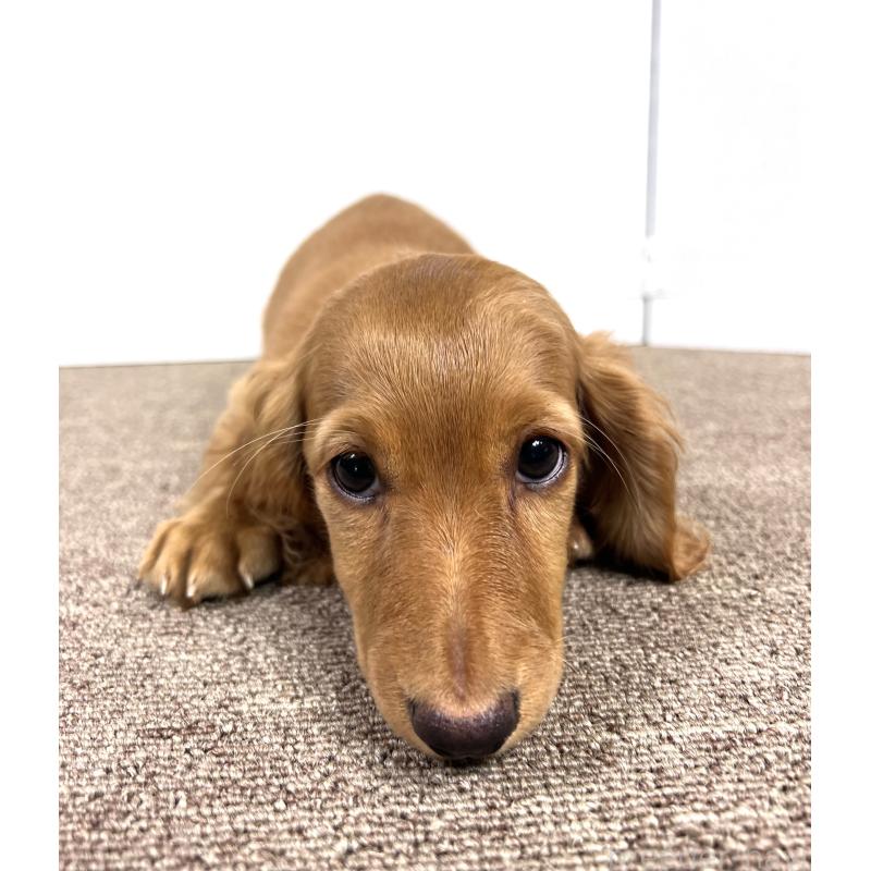 販売中の埼玉県のミニチュアダックスフンド(ロングヘアード)-444744の5枚目