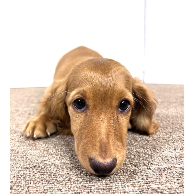 販売中の埼玉県のミニチュアダックスフンド(ロングヘアード)-444744の4枚目