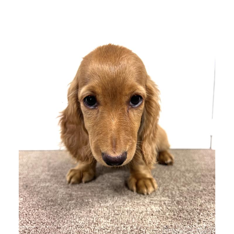 販売中の埼玉県のミニチュアダックスフンド(ロングヘアード)-444744の3枚目