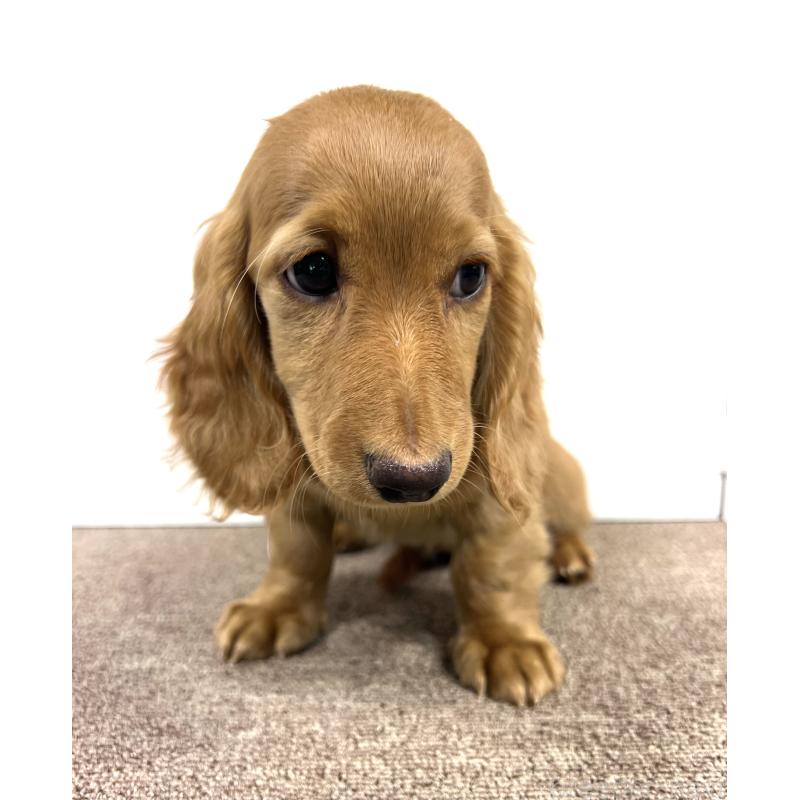 販売中の埼玉県のミニチュアダックスフンド(ロングヘアード)-444744の2枚目