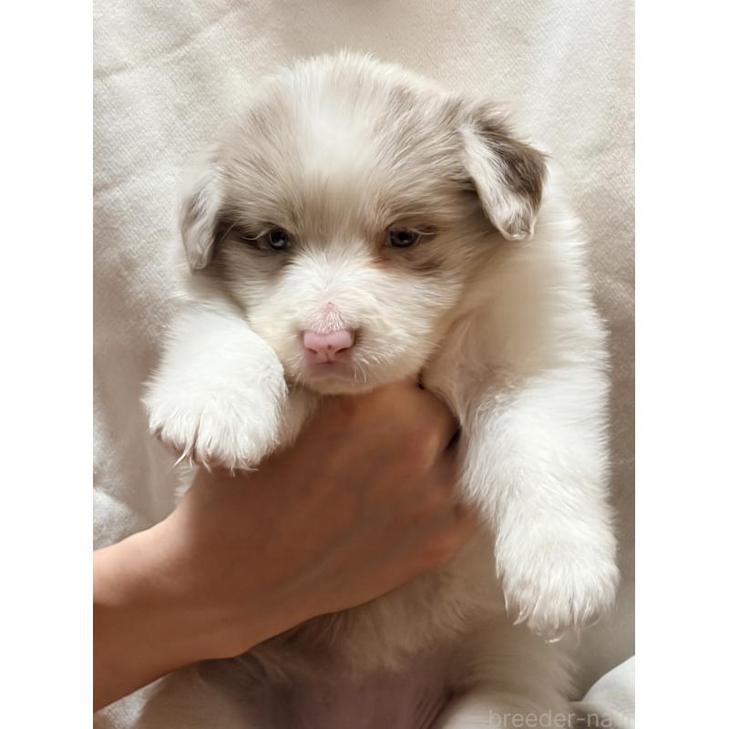 販売中の埼玉県のボーダーコリー-453953の8枚目