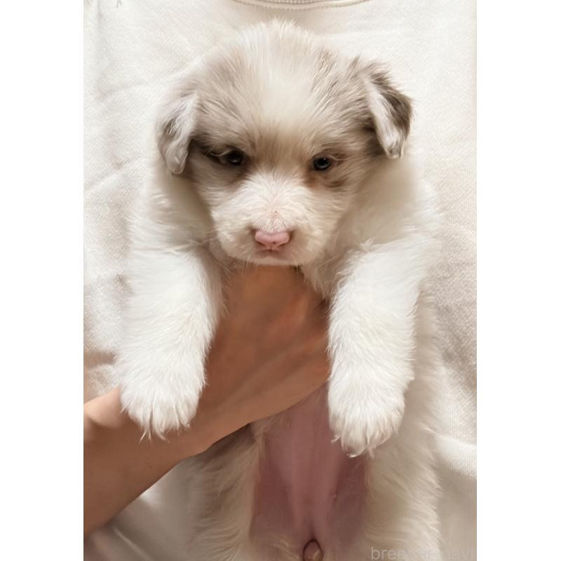 販売中の埼玉県のボーダーコリー-453953の7枚目