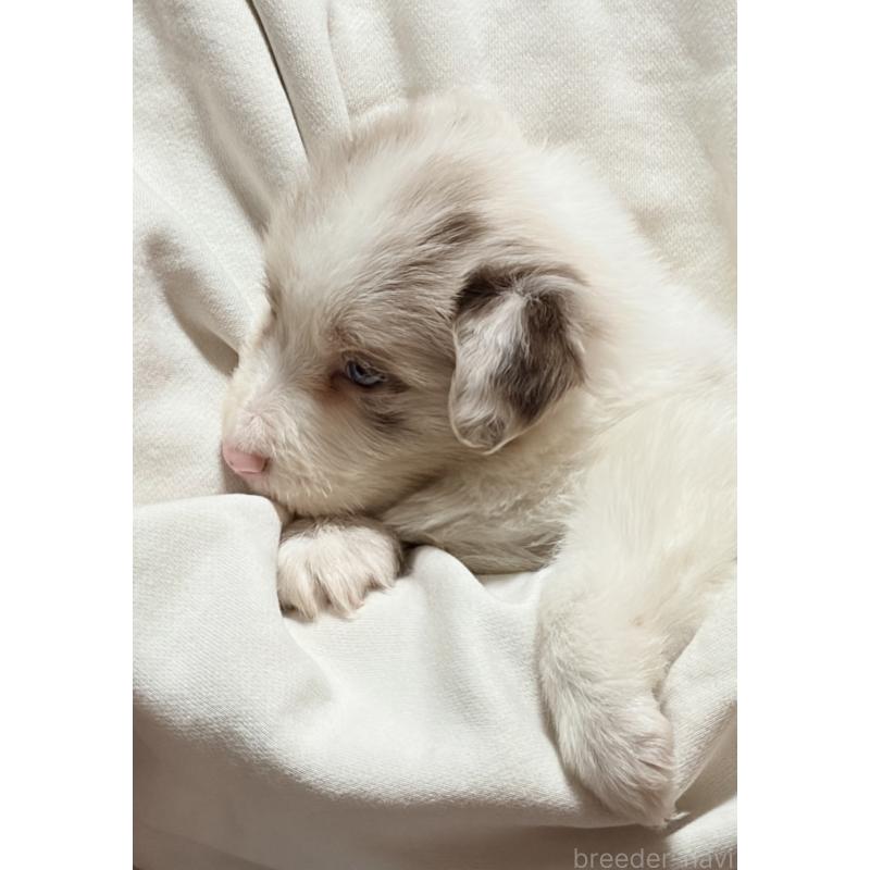 販売中の埼玉県のボーダーコリー-453953の6枚目