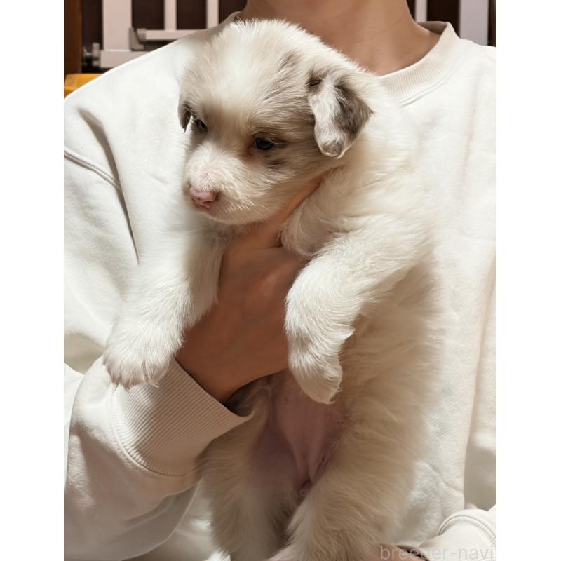 販売中の埼玉県のボーダーコリー-453953の5枚目