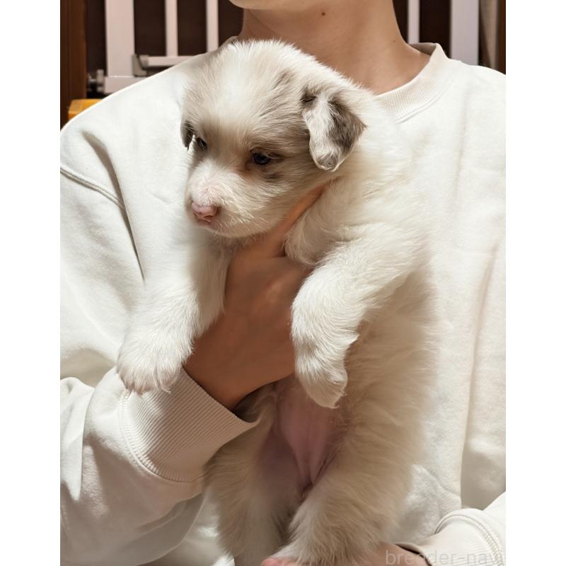 販売中の埼玉県のボーダーコリー-453953の4枚目