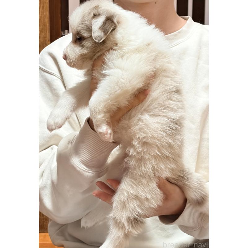 販売中の埼玉県のボーダーコリー-453953の3枚目