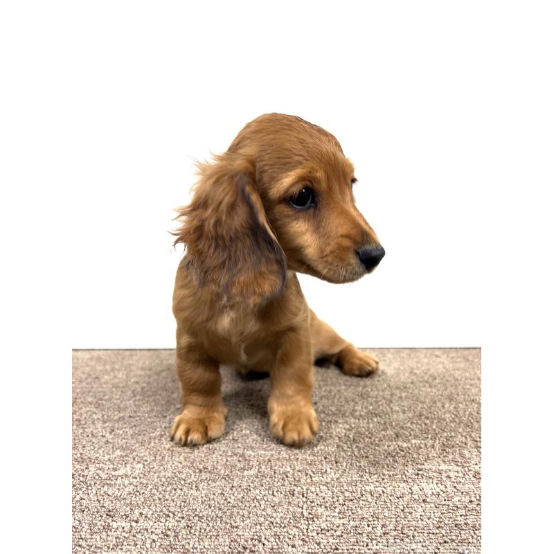 販売中の埼玉県のミニチュアダックスフンド(ロングヘアード)-444657の15枚目