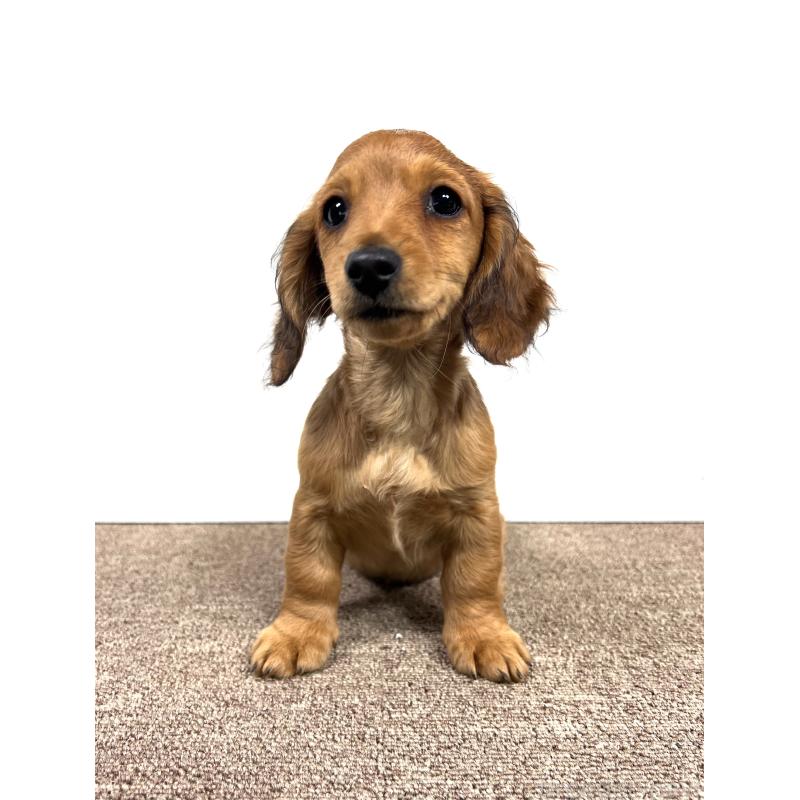 販売中の埼玉県のミニチュアダックスフンド(ロングヘアード)-444657の14枚目