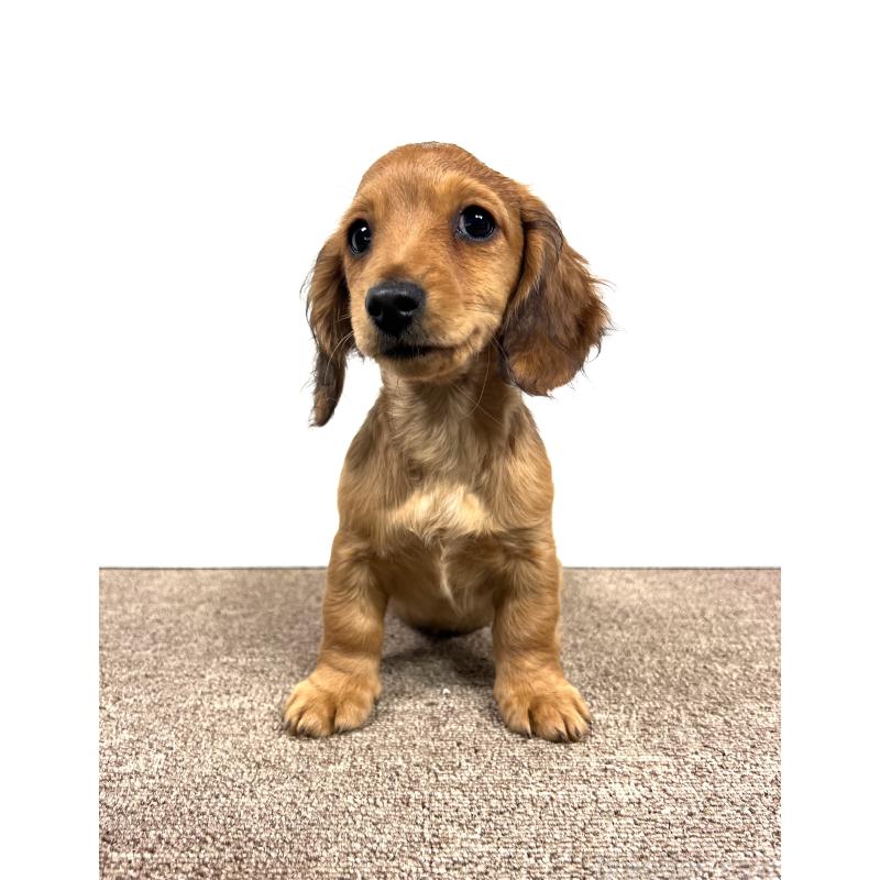 販売中の埼玉県のミニチュアダックスフンド(ロングヘアード)-444657の13枚目