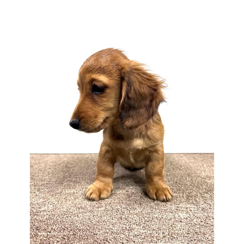 販売中の埼玉県のミニチュアダックスフンド(ロングヘアード)-444657の12枚目