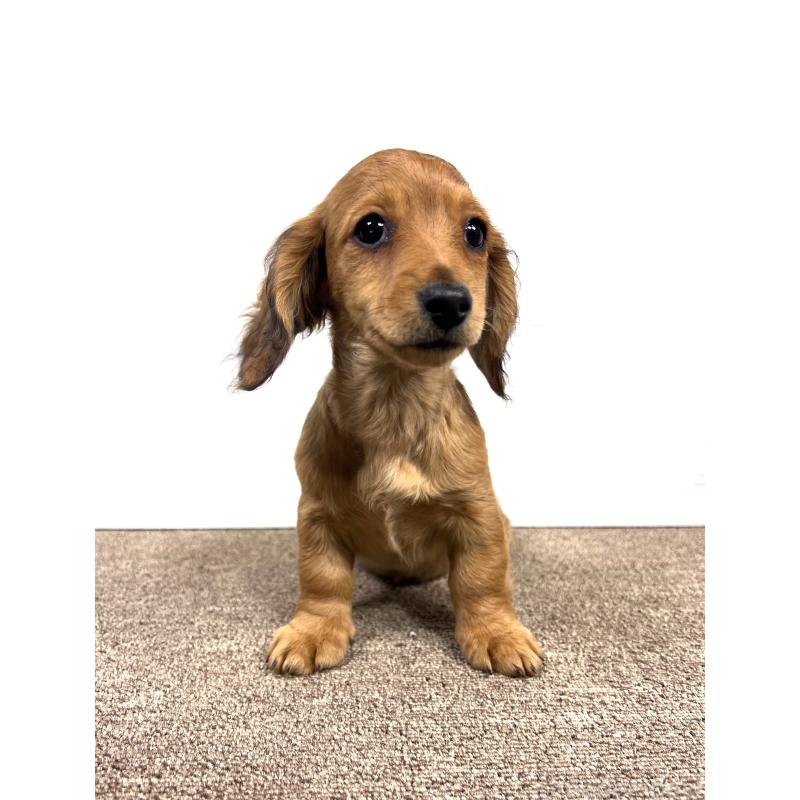 販売中の埼玉県のミニチュアダックスフンド(ロングヘアード)-444657の10枚目