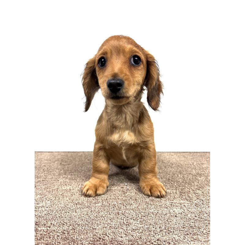 販売中の埼玉県のミニチュアダックスフンド(ロングヘアード)-444657の9枚目