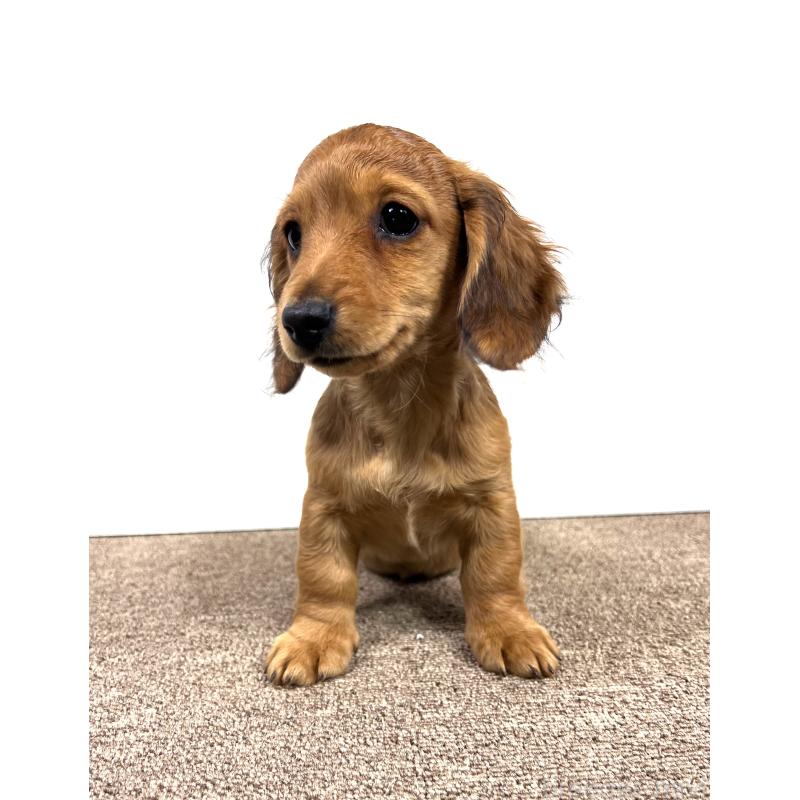 販売中の埼玉県のミニチュアダックスフンド(ロングヘアード)-444657の8枚目