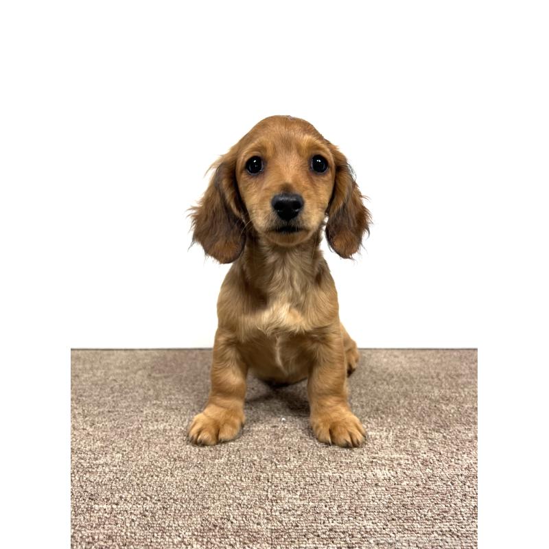 販売中の埼玉県のミニチュアダックスフンド(ロングヘアード)-444657の7枚目