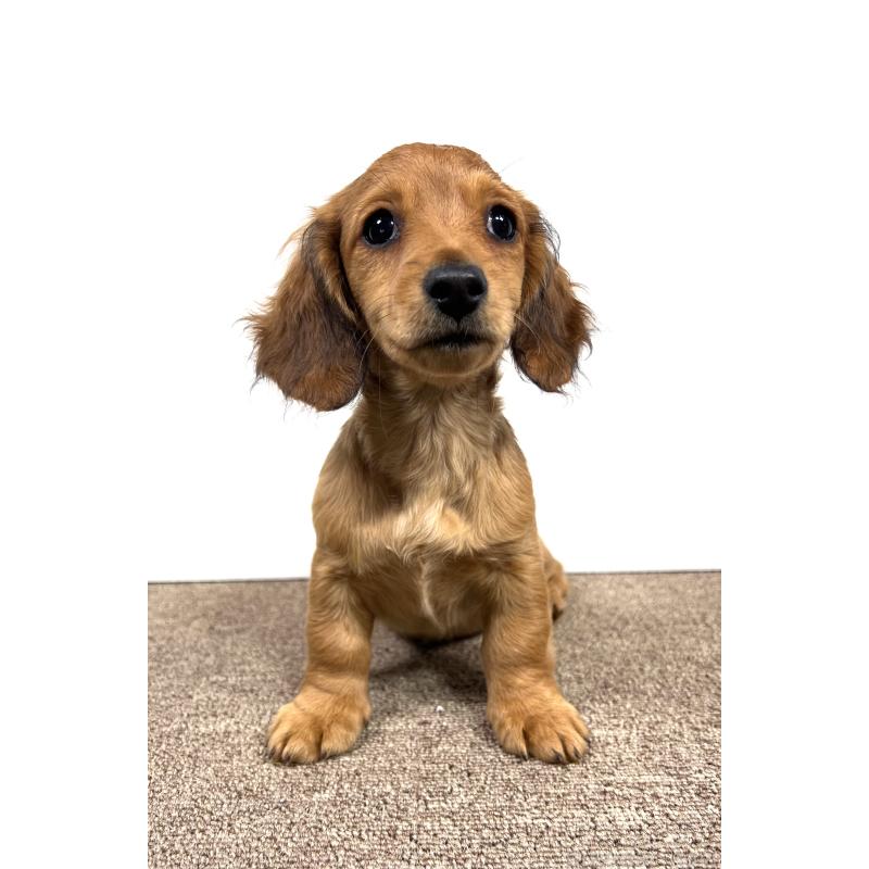 販売中の埼玉県のミニチュアダックスフンド(ロングヘアード)-444657の6枚目