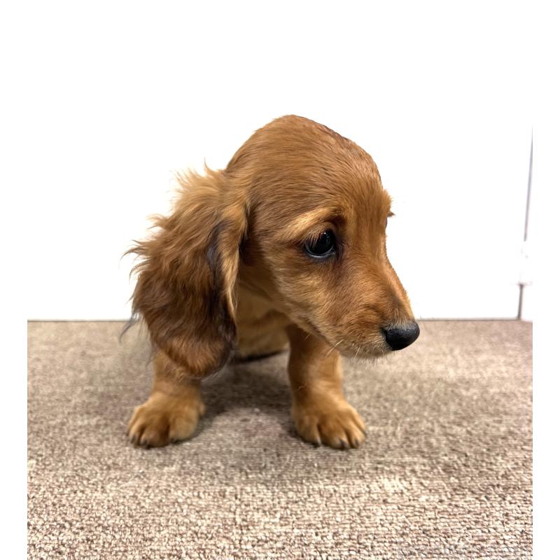 販売中の埼玉県のミニチュアダックスフンド(ロングヘアード)-444657の5枚目