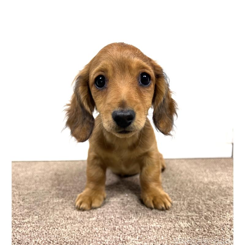 販売中の埼玉県のミニチュアダックスフンド(ロングヘアード)-444657の4枚目