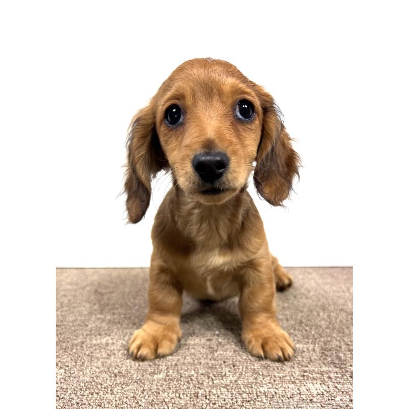 販売中の埼玉県のミニチュアダックスフンド(ロングヘアード)-444657の3枚目