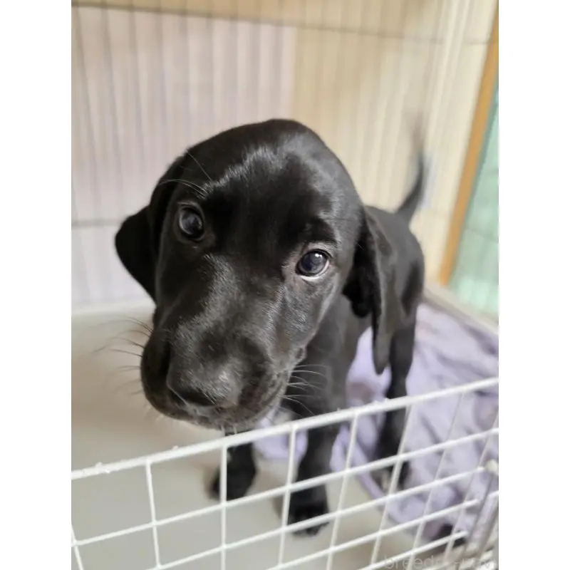 販売中の群馬県のミックス犬-453952の10枚目