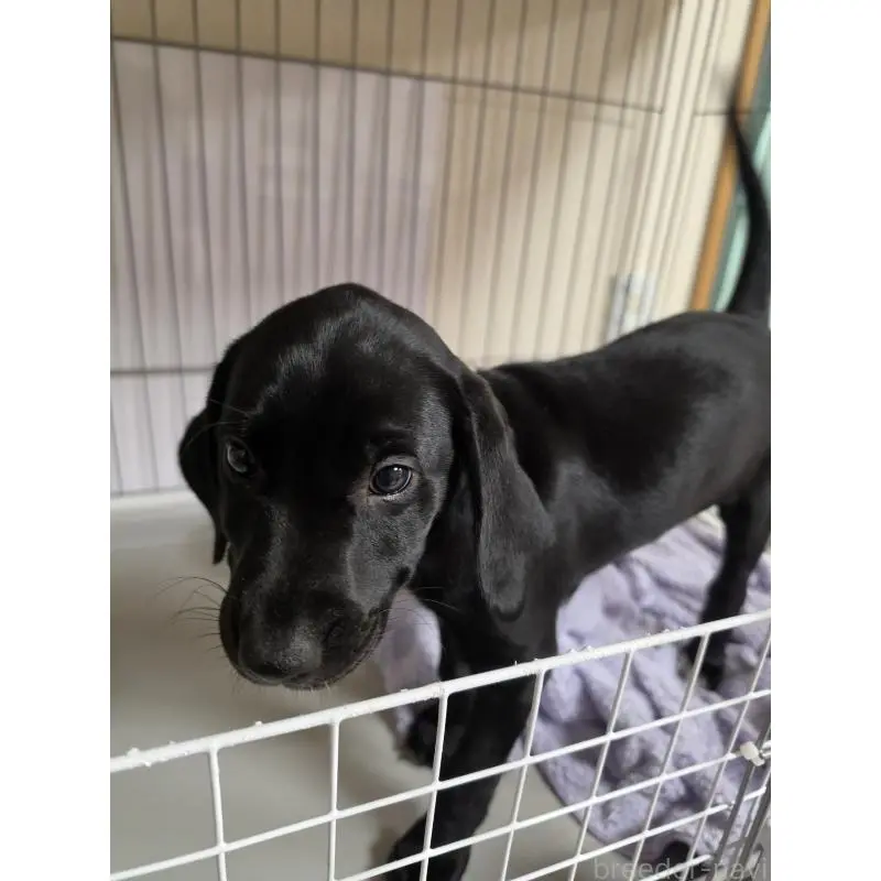 販売中の群馬県のミックス犬-453952の9枚目