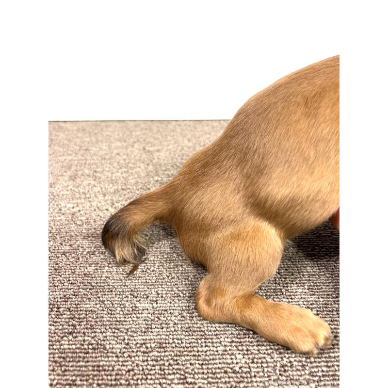 販売中の埼玉県のミニチュアダックスフンド(ロングヘアード)-444657の2枚目