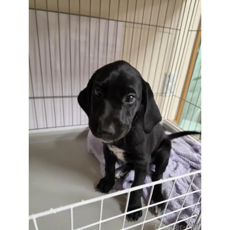 販売中の群馬県のミックス犬-453952の8枚目