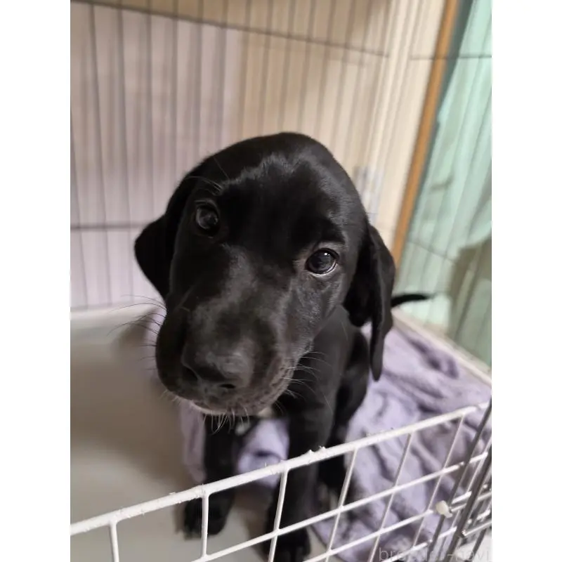 販売中の群馬県のミックス犬-453952の7枚目