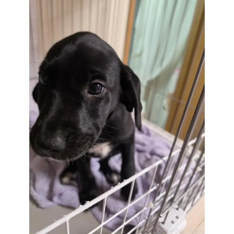 販売中の群馬県のミックス犬-453952の6枚目