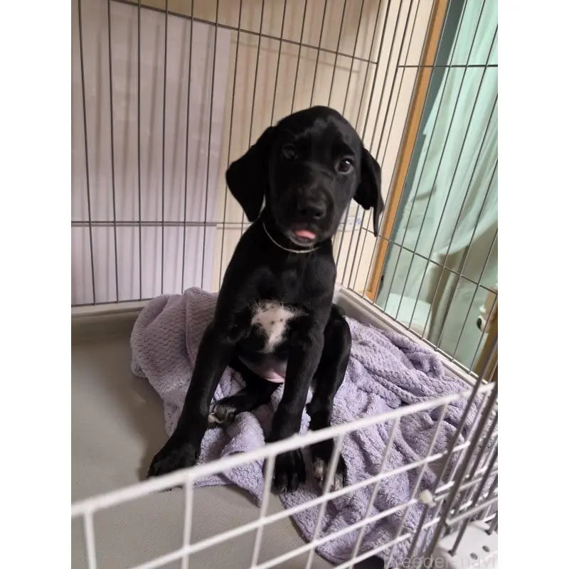 販売中の群馬県のミックス犬-453952の5枚目