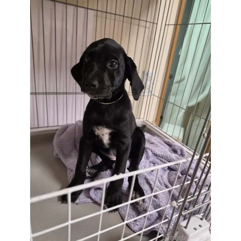 販売中の群馬県のミックス犬-453952の4枚目