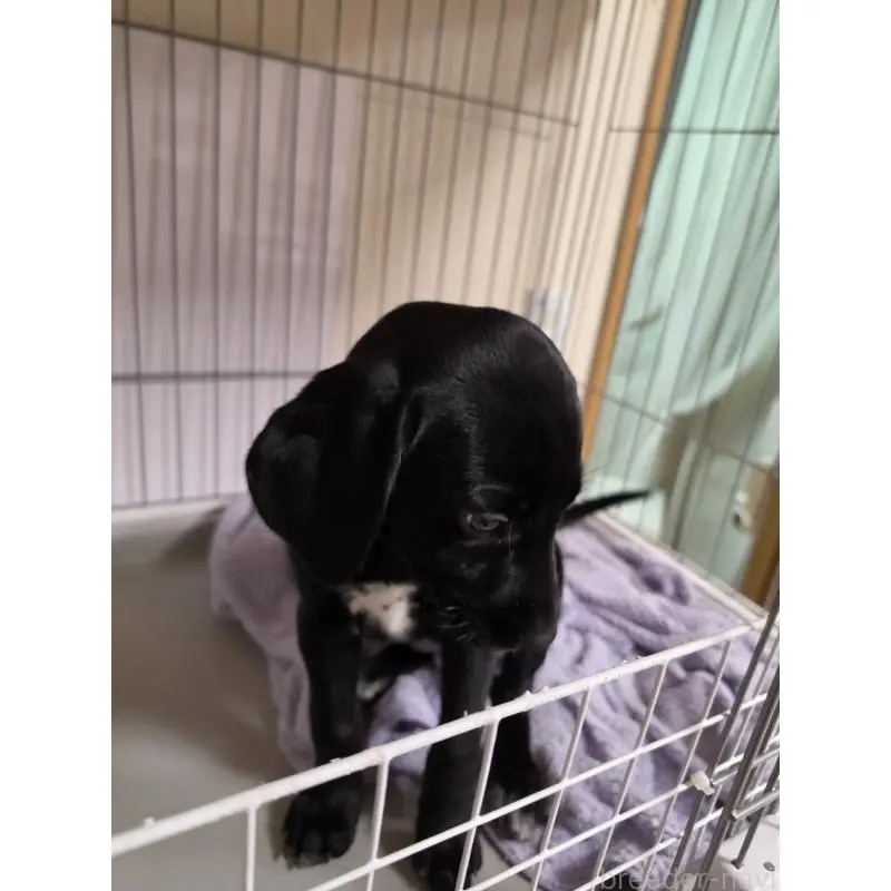 販売中の群馬県のミックス犬-453952の3枚目