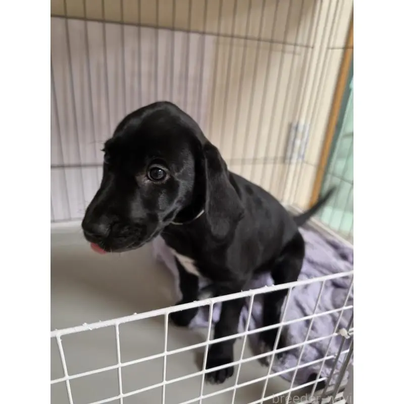 販売中の群馬県のミックス犬-453952の2枚目