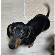 ♀︎ミニチュアダックスフンド(スムースヘアード)