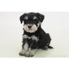 ♀︎マルシュナ:マルチーズ×ミニチュアシュナウザー