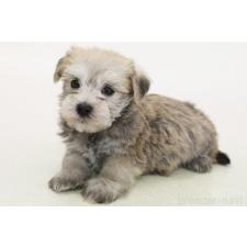 ♀︎マルシュナ:マルチーズ×ミニチュアシュナウザー