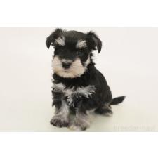 ♀︎マルシュナ:マルチーズ×ミニチュアシュナウザー