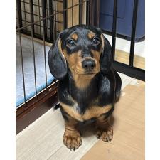 ♀︎ミニチュアダックスフンド(スムースヘアード)