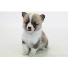 ♀︎ウェルシュコーギーペンブローク