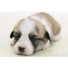 ♀︎ウェルシュコーギーペンブローク