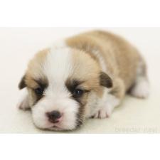 ♀︎ウェルシュコーギーペンブローク