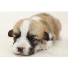 ♀︎ウェルシュコーギーペンブローク