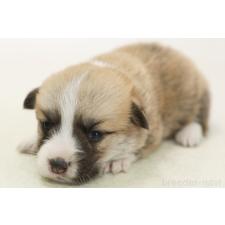 ♀︎ウェルシュコーギーペンブローク