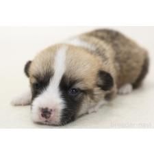 ♀︎ウェルシュコーギーペンブローク