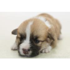 ♀︎ウェルシュコーギーペンブローク