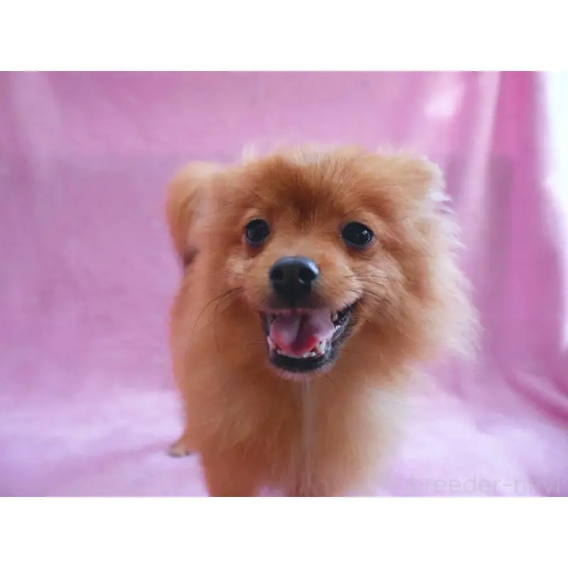 販売中の神奈川県のポメラニアン-453769の11枚目