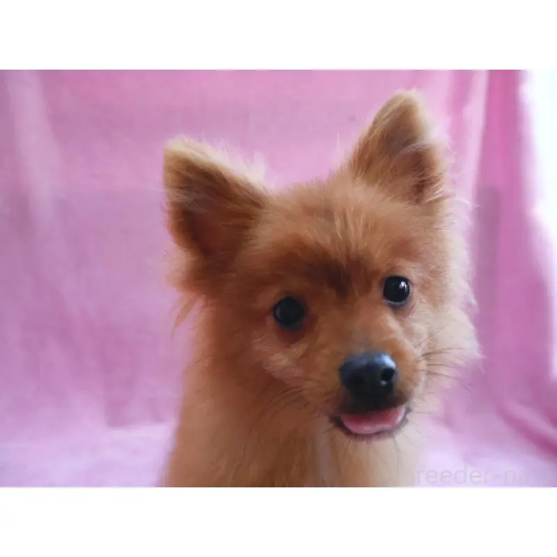 販売中の神奈川県のポメラニアン-453769の10枚目